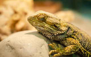 Bearded Dragons and Brumation | What to Do