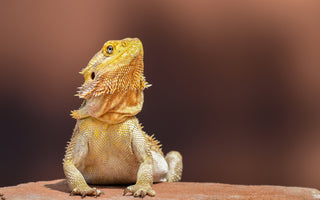 Bearded Dragon Care Sheet | ReptiFiles