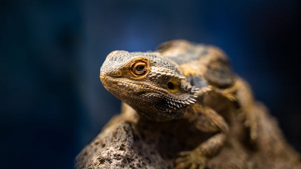 Are 40-Gallon Tanks Good For Reptiles?