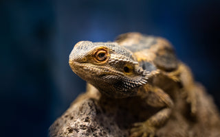 Are 40-Gallon Tanks Good For Reptiles?