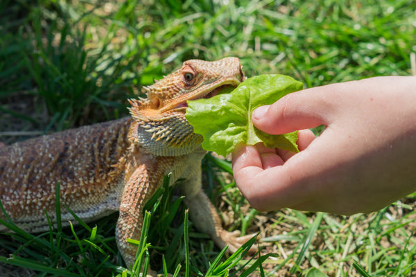 How to Start Growing Food for Your Reptile!