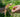 How to Start Growing Food for Your Reptile!