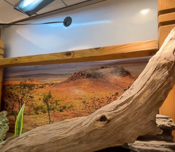 Bearded Dragon Bioactive Enclosure Upgrade! | Zen Habitats
