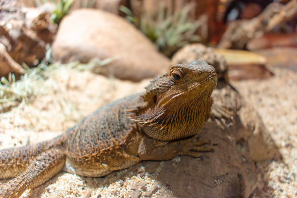 Providing Enrichment for Bearded Dragons | Zen Habitats