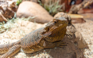 Providing Enrichment for Bearded Dragons | Zen Habitats