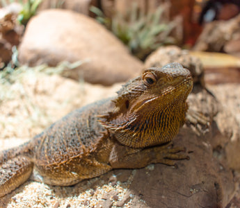 Providing Enrichment for Bearded Dragons | Zen Habitats