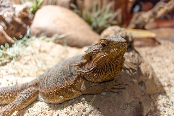 What Size Enclosure Does A Bearded Dragon Need?