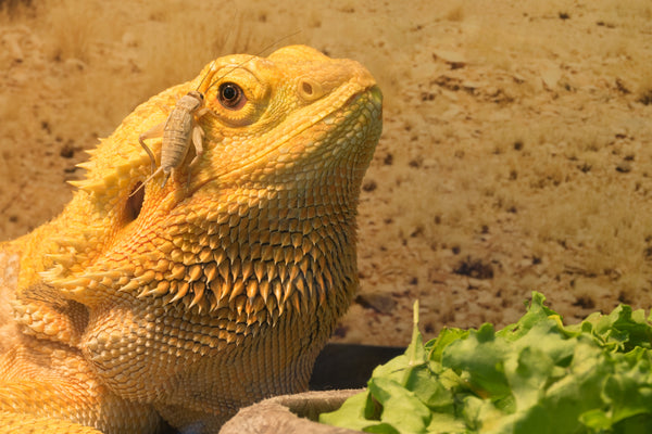 Bearded Dragon Complete Food Guide