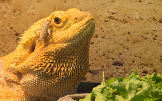 Bearded Dragon Complete Food Guide