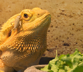 Bearded Dragon Complete Food Guide