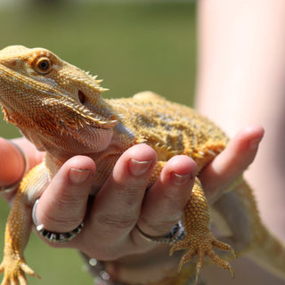 Do I Need to Clip My Beardies Nails? | Bearded Dragon FAQ