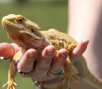 Do I Need to Clip My Beardies Nails? | Bearded Dragon FAQ