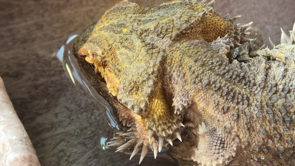 Bearded Dragon Hydration: What You Need to Know