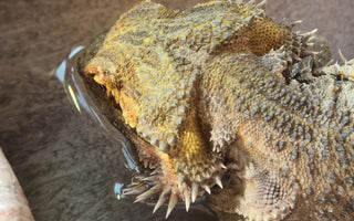 Bearded Dragon Hydration: What You Need to Know