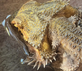 Bearded Dragon Hydration: What You Need to Know