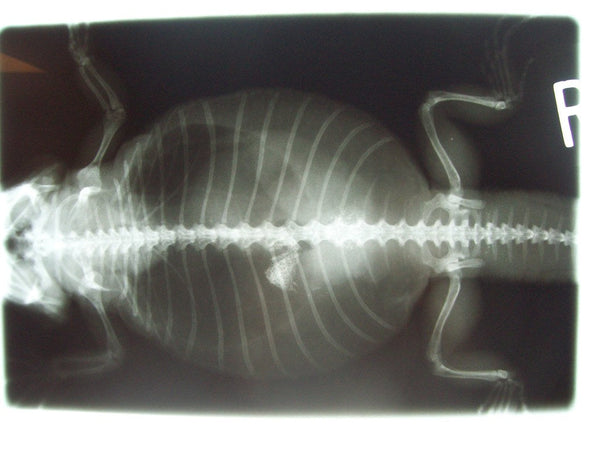Preventing Impaction in Pet Reptiles