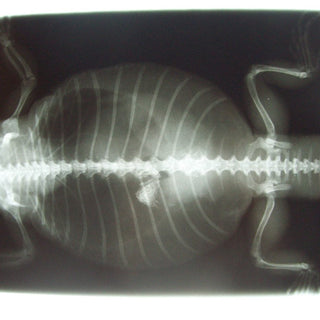 Preventing Impaction in Pet Reptiles