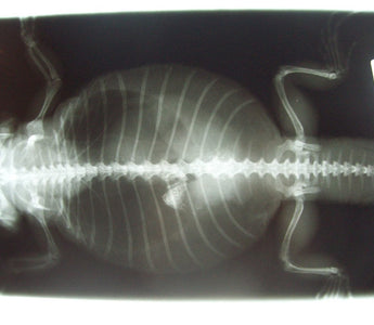 Preventing Impaction in Pet Reptiles