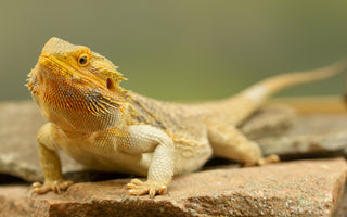 Bearded Dragon Complete Lighting and Heating Guide