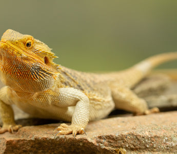 Bearded Dragon Complete Lighting and Heating Guide