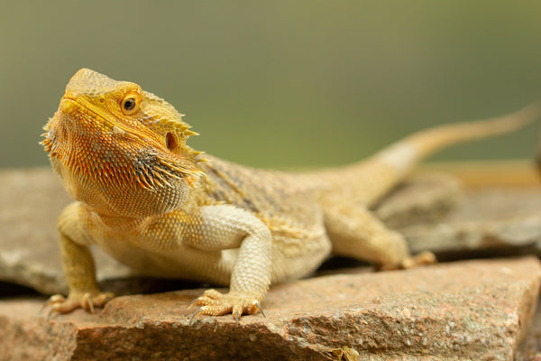 Bearded Dragon Complete Lighting and Heating Guide