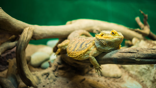Bearded Dragon Name Ideas | Ultimate Unique List