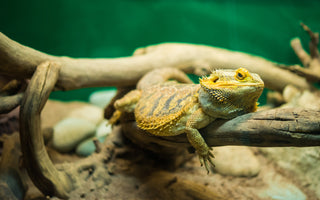 Bearded Dragon Name Ideas | Ultimate Unique List