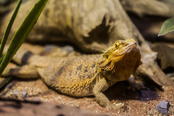 Bearded Dragon Complete Substrate Guide