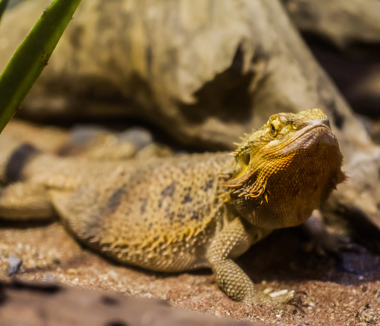 Bearded Dragon Leaf Litter Substrate Options photo