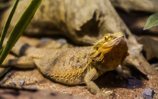 Bearded Dragon Complete Substrate Guide