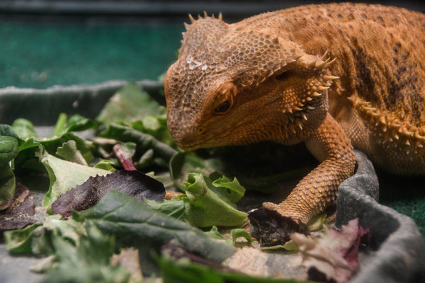 Bearded Dragon Supplementation Guide