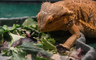 Bearded Dragon Supplementation Guide