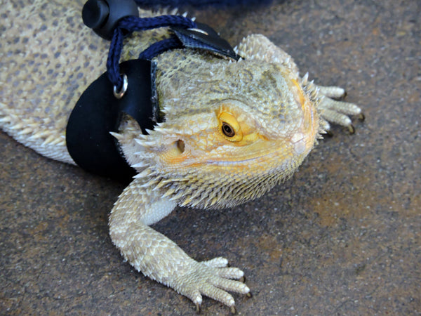 Summer Reptile Safety Tips ☀️