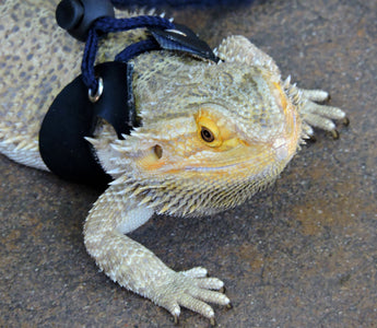 Summer Reptile Safety Tips ☀️