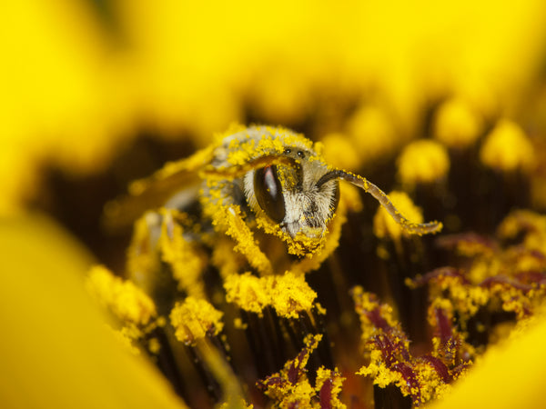 All About Feeding Bee Pollen To Reptiles | Top Benefits of Bee Pollen for Reptiles