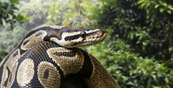 Should I Give My Nocturnal/Crepuscular Reptile UVB Lighting? | Zen Habitats
