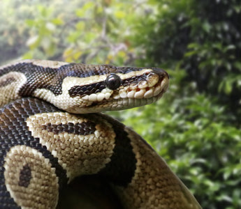 Should I Give My Nocturnal/Crepuscular Reptile UVB Lighting? | Zen Habitats