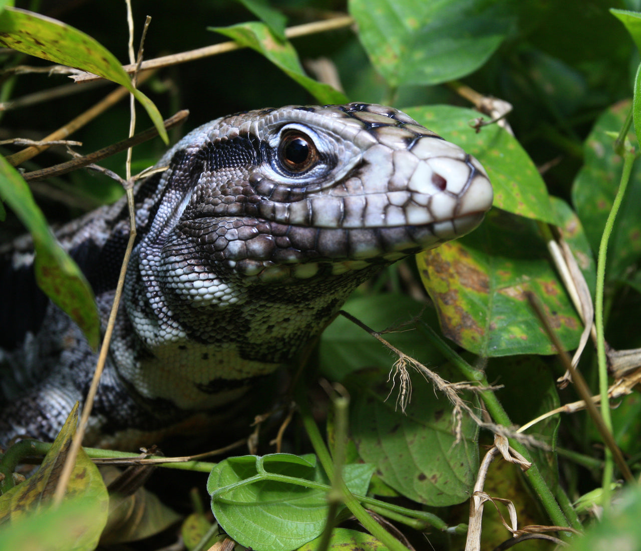 Best Plants for Tegu Enclosures – Zen Habitats