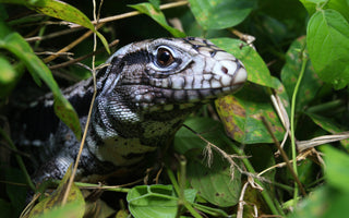 Best Plants for Tegu Enclosures