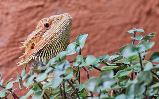5 Safe Plants To Use In A Bearded Dragon Habitat