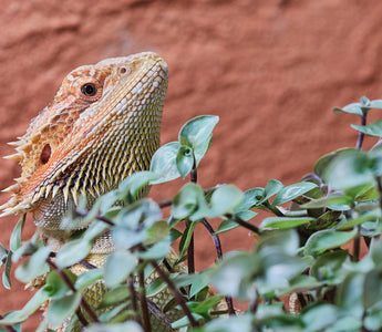 5 Safe Plants To Use In A Bearded Dragon Habitat Zen Habitats