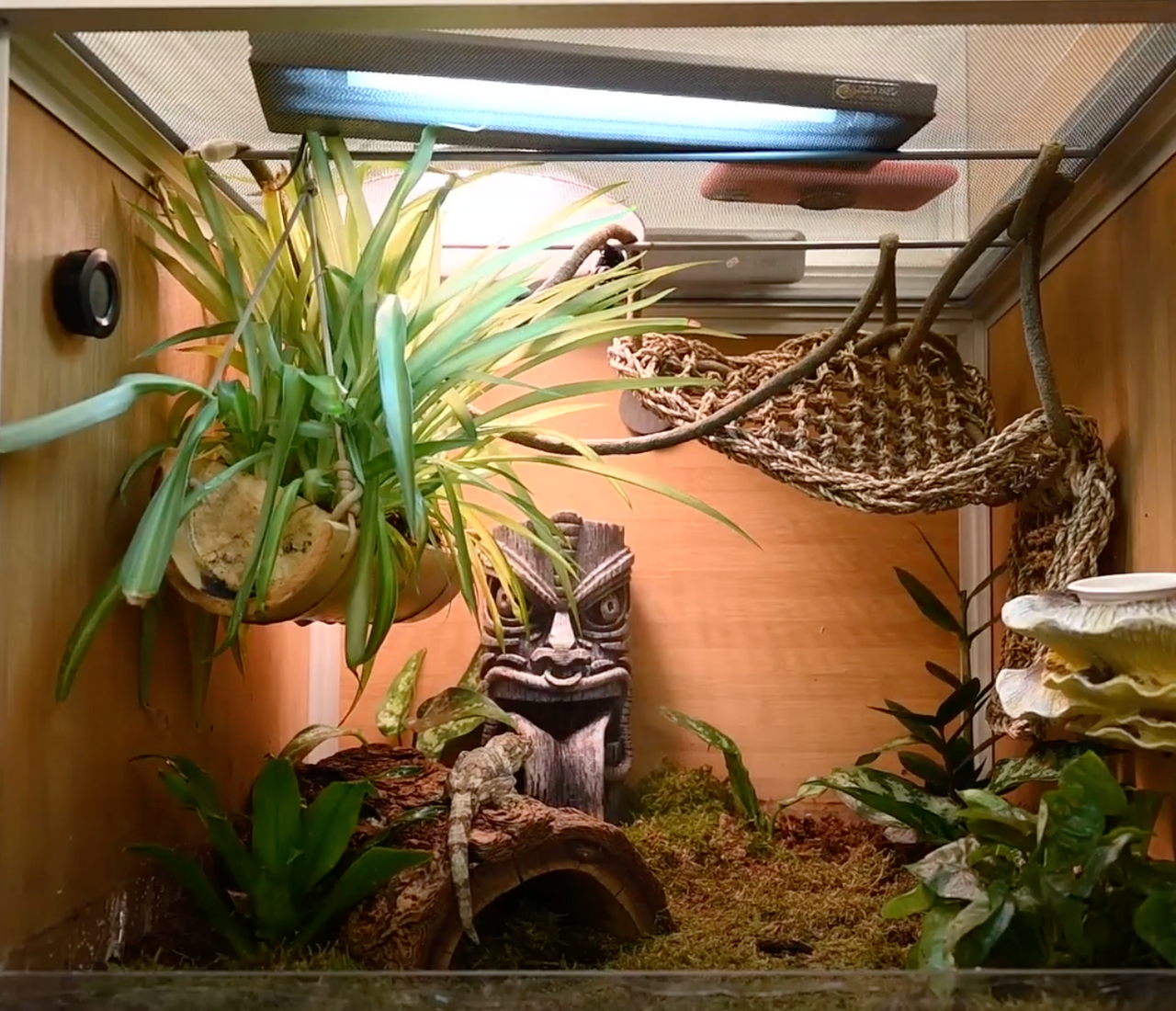 Stunning Bioactive Leopard Gecko And Corn Snake Habitat image