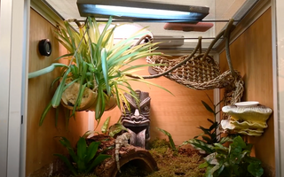 Creating A Bioactive Chahoua Gecko Habitat!