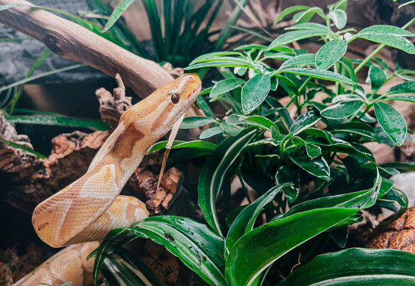 The Difference Between Bioactive and Naturalistic Reptile Enclosures