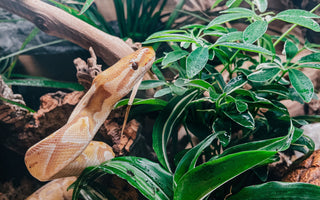 The Difference Between Bioactive and Naturalistic Reptile Enclosures