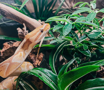 The Difference Between Bioactive and Naturalistic Reptile Enclosures