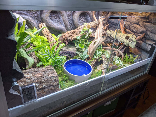 Why Modern Reptile Keepers Are Ditching Minimalism!