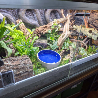 Why Modern Reptile Keepers Are Ditching Minimalism!