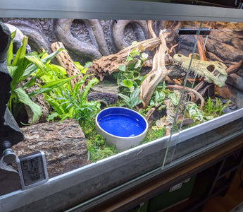 Why Modern Reptile Keepers Are Ditching Minimalism!