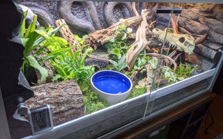 Benefits of Bioactive Enclosures for Reptiles